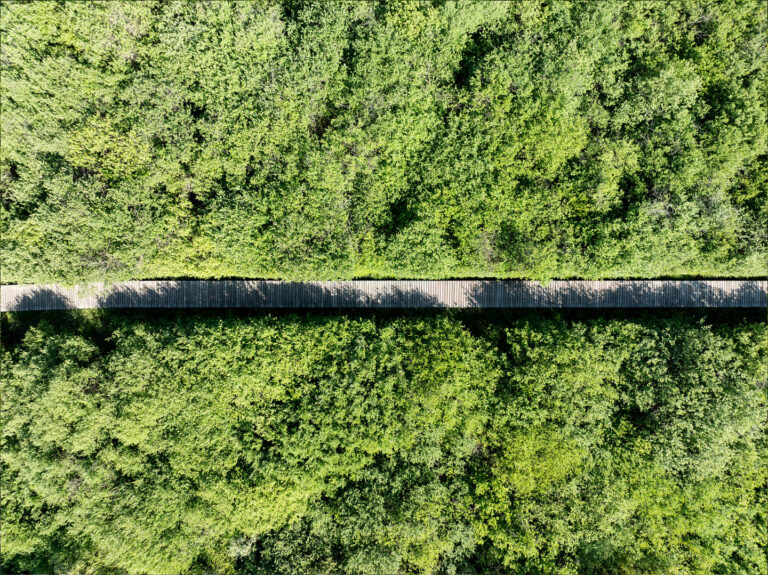 Dunkler, quer verlaufender Balken &uuml;ber dichtem gr&uuml;nen Pflanzen-/Algenbewuchs aus der Vogelperspektive.