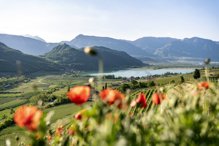 Wilder Mohn im Vordergrund, dahinter sanfte Weinbergh&auml;nge, der Kalterer See und eine Bergkette unter hellem Himmel.