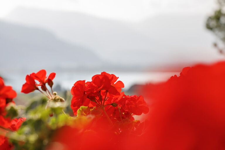 Rote Blumen im Vordergrund, unscharfer Kalterer See und Berge im Hintergrund.