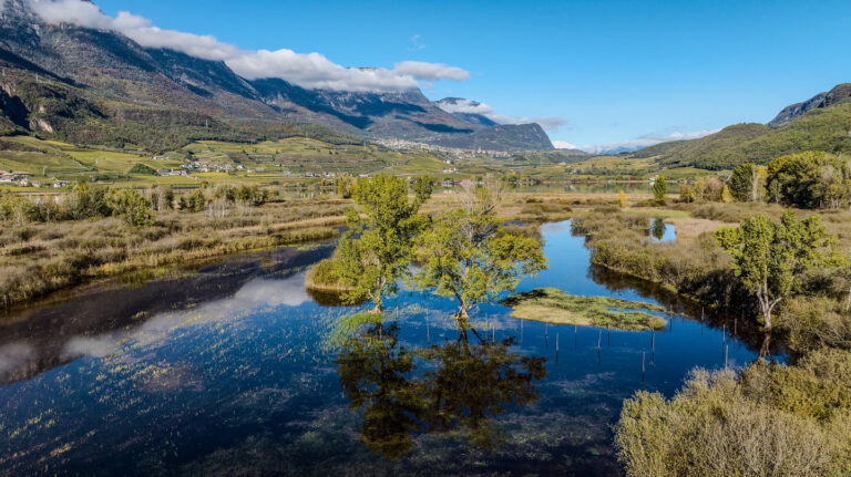 Flaches Ufer mit kleinen B&auml;umen in Spiegelung, Sumpfvegetation und Bergen unter blauem Himmel am Kalterer See
